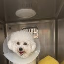 올케어 동물의료센터 이미지