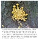 최근 잇따라 발견된 독버섯의 효과 이미지