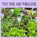 상일농원 | 작은 텃밭 가꾸기 상일 화훼 단지 4월에 심는 모종 작물