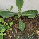 적겨자 아닌 정체모를 🌱 이미지
