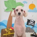 눈이부시개PET | ✂️ 주안강아지미용 이슬이가 먼저 찾아가는 눈이부시개 푸들미용 후기