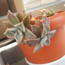 플란따(PLANTA)