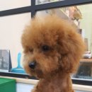 보드레도그 이미지