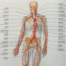 ★인체의 구조와 혈관의 구조와 기능 이미지