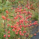 미니사과 알프스 오토메에 관련된 자료 이미지