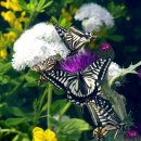 꽃과 나비 이미지