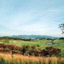 다산베아채골프앤리조트 브라보 마이 라이프