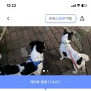 도그플래닛 | 생애 첫 펫시터 고용 (?) / 와요 내돈 후기 / 펫플래닛, 도그메이트 비교 / 펫시터