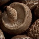 제시카 짐 이미지