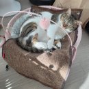 장 동물병원 | 진주역 동물병원 고양이중성화 내돈내산 마음든동물병원 후기