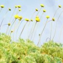 아지랭이 이미지