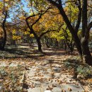 도그엔젤 | 강아지 겨울 패딩 엔젤도그 개따뜨텍 숏패딩 내돈내산 후기