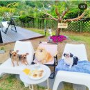 페리토리 이미지