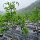 단비농장 이미지