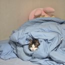예민한 고양이 지각과민 증후군 ? / 고양이 스트레스 관리 / 질켄, 칼멕스 후기