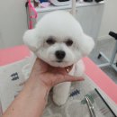 투숑펫살롱 이미지