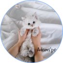 아담스펫 강아지분양 고양이분양 일산점 이미지