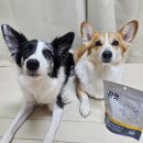 오보코리아 | (강아지 관절영양제 추천)미움바이오 콴펫 강아지 관절 영양제 급여 후기