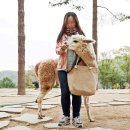 미송갤러리-꼬마숲어린이집 | 강원도 여행지 추천 홍천 알파카월드 심쿵주의!