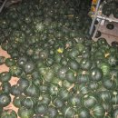 비둘기농장 이미지