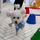 PPP애견미용실 | 펫스테이션 카페 PPP 메뉴판 정보, 이용 후기!🍀
