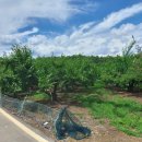 와촌IC공인중개사사무소 이미지