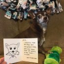 우리강아지 이미지