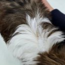 드림독 강아지 고양이 안심분양센터 시흥점 | 시흥포메분양, 버디독 강아지분양 안심분양센터 시흥점 후기!