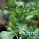 경희코스모스한의원 이미지