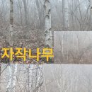 다래/자작나무 수액판매~ 이미지