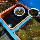 동해회식당 Daum카페