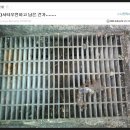 일상에서 볼수 있는 장기적출 시체처리의 의심현상들(약혐주의/스압) 이미지