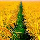 쌀과보리 이미지