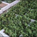 에메랄드그린 이미지