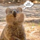 다보김밥 이미지