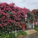 꽃이랑나무랑 이미지