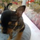 센스펫(노은점) 이미지