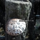 강순용명품버섯사랑 이미지