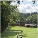 애견멀티샵 이미지