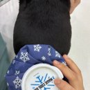 울산 잘하는동물메디컬센터 네이버블로그