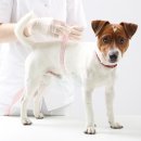 솔 동물의료센터 이미지