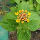 양지리 농장 이미지