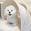 강아지집 이미지