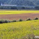 제천 깨씨무늬병 확산..수확 앞둔 벼 재배 농가 '울상 이미지