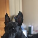 (주)펫바라기 이미지