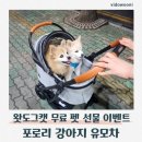 왓도그캣 무료펫선물 이벤트 개모차 포로리 강아지 유모차 후기
