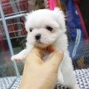 쓰담쓰담 이미지