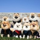 꽃보다 Dog 티스토리