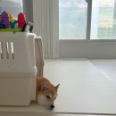 펫바이블 이미지