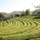 보성명가 이미지